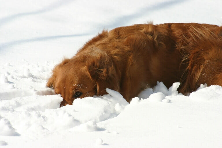 Red dog in the snow
